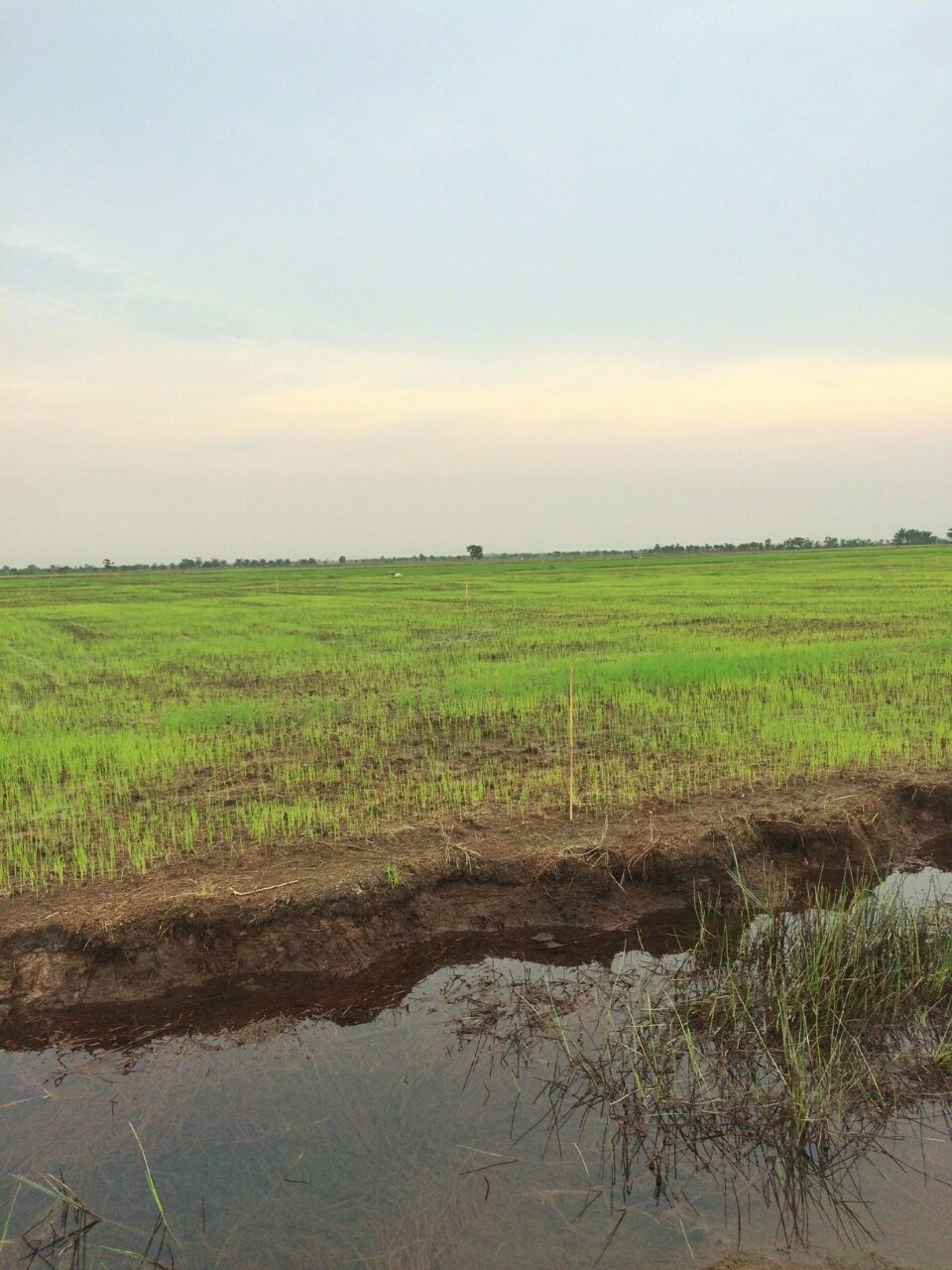 <p>A rice field in Srijaya Baru Village in November. Photo by Bunga Karnisa Goib.</p>
